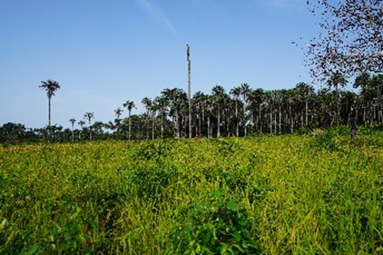 guinea_bissau